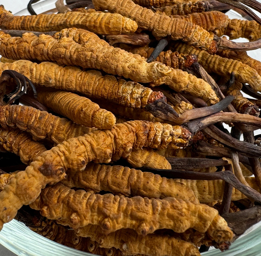 Caterpillar Fungus – Yarsagumba ( यार्सागुम्बा )