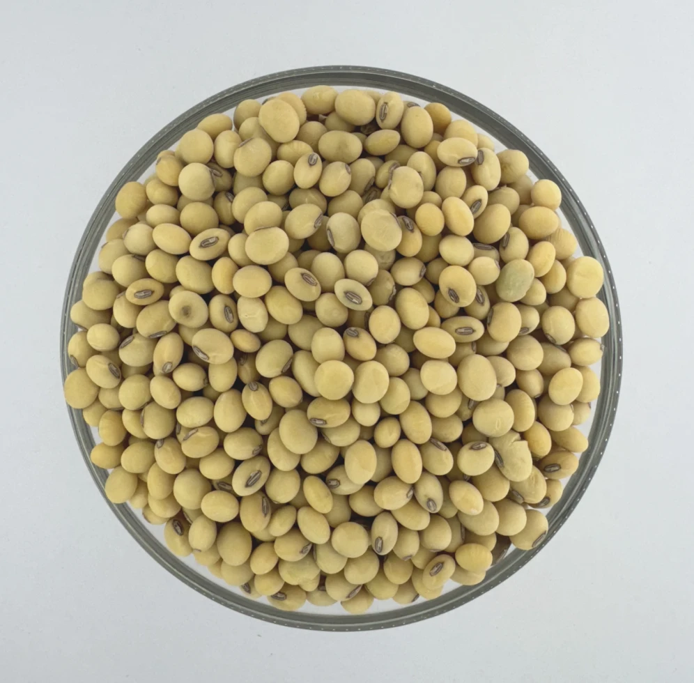 White Soybeans (सेतो भट्मास)