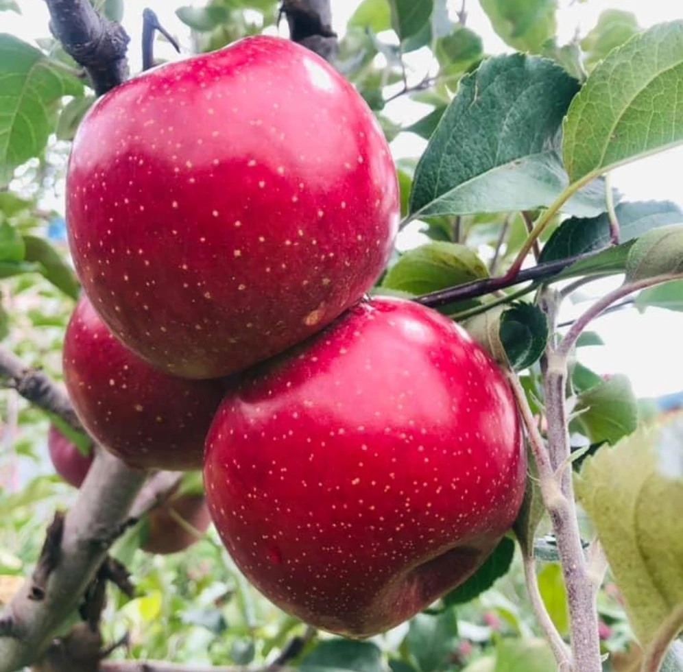 Gala Apple (गाला स्याउ)