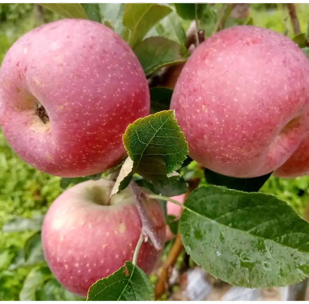 Red Fuji Apple (रातो फुजी स्याउ)