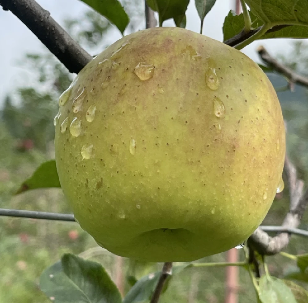 Golden Fuji Apple( गोल्डेन फुजि स्याउ)