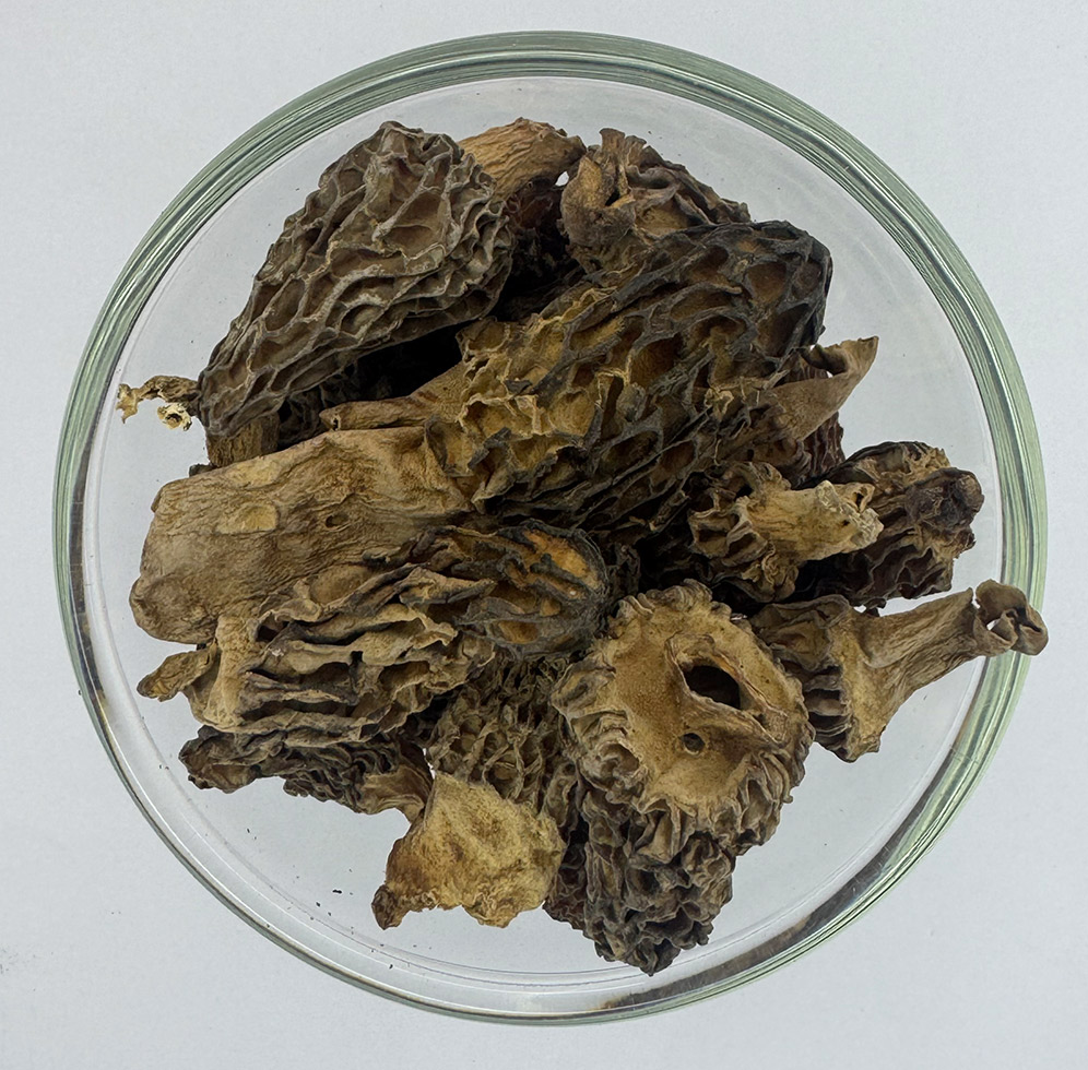 Jumla Morel Mushroom