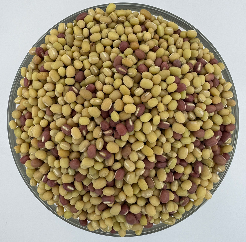 Jumla Mung Beans (गुरस)