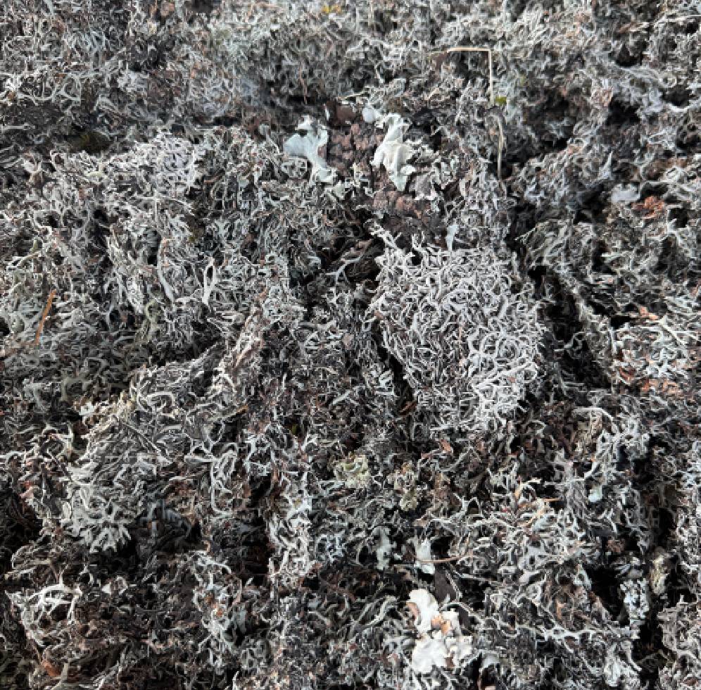 Lichen (Non-Graded)