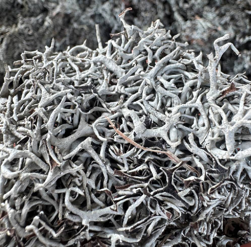 Lichen (Graded)