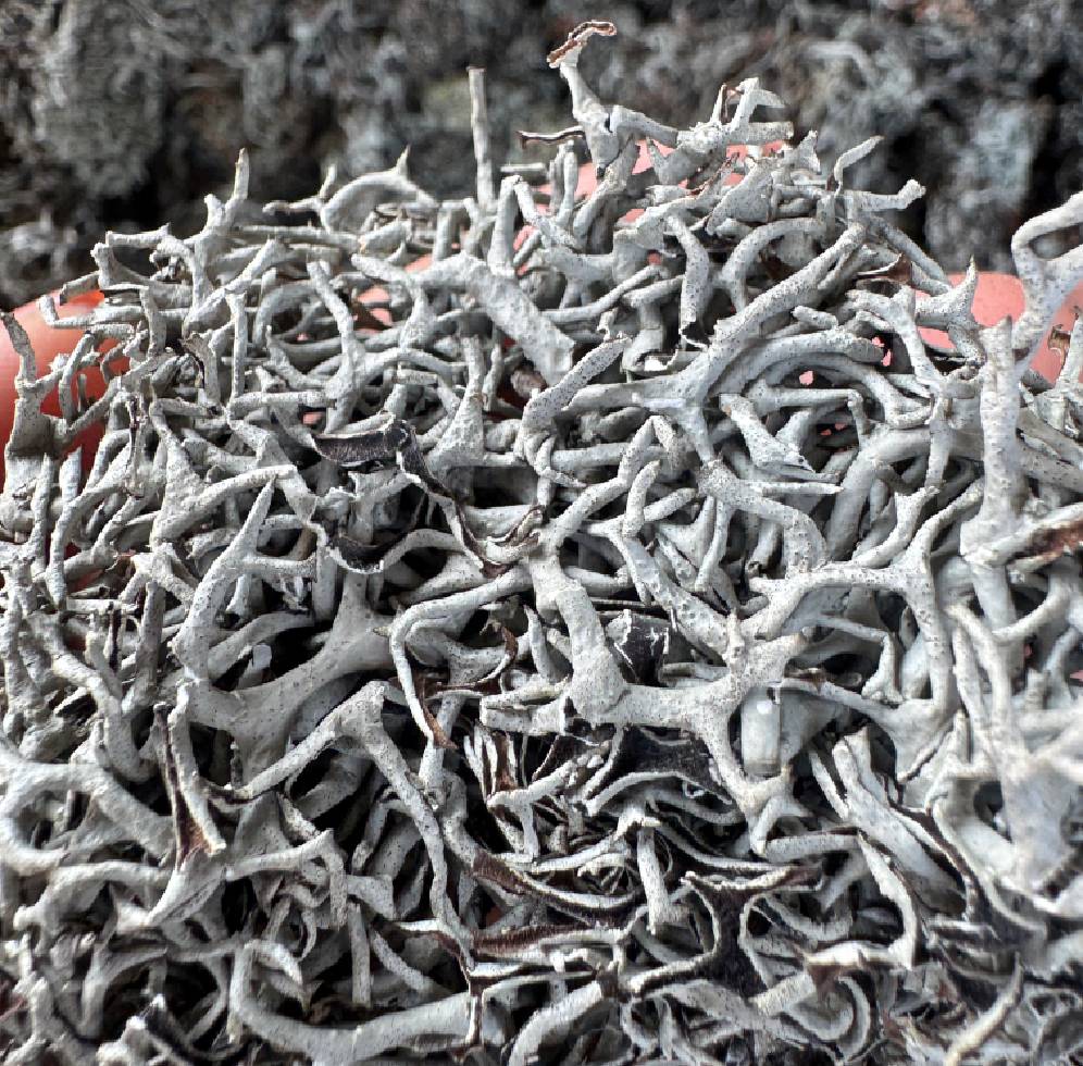 Lichen (Graded)